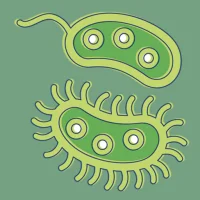 Bacteria: Types, Infections